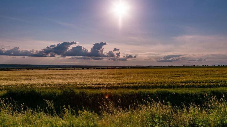 Украинский хлеб под запретом у стран-соседей, фото: facebook.com/bkulikov